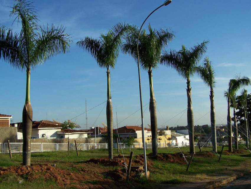 Via de acesso ganha palmeiras imperiais.