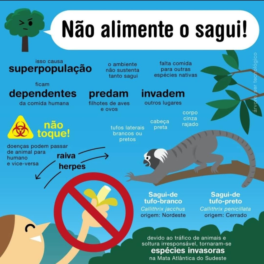 Saguis: instruções sobre como proceder com esse animal silvestre.