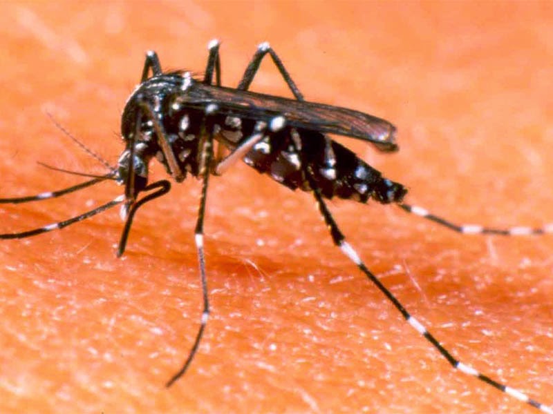 A dengue pode estar na sua casa.
