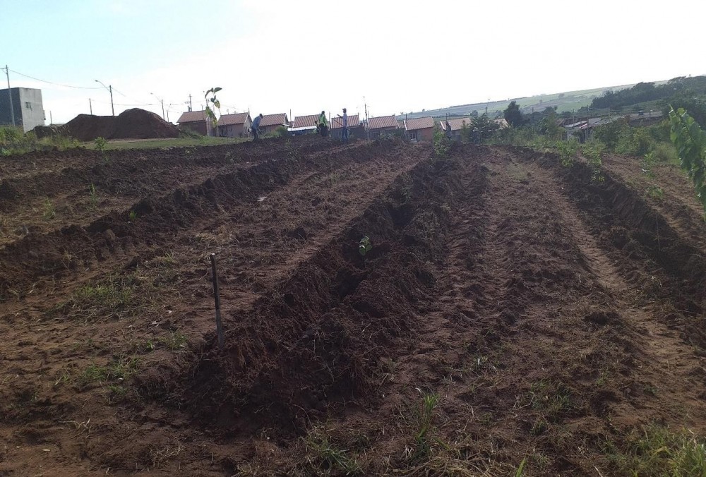 Prefeitura de Vista Alegre do Alto realiza ação de restauração ecológica.