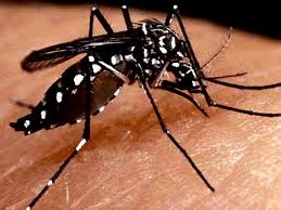 Dengue!!!