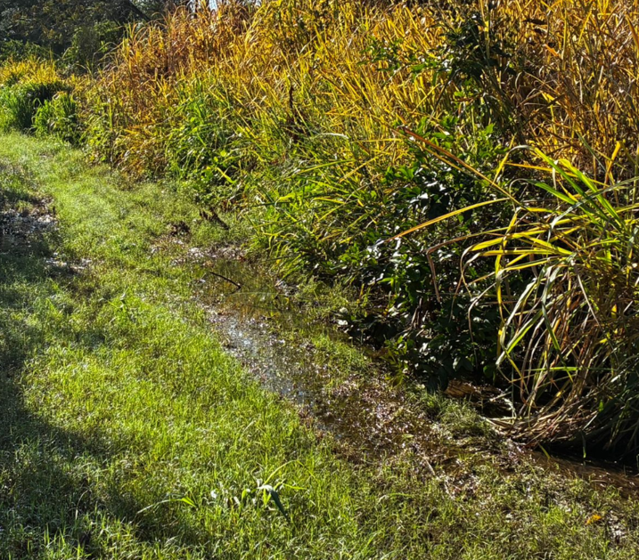 Prefeitura de Vista Alegre do Alto continua promovendo ações voltadas ao desassoreamento de córregos.