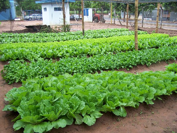 Horta orgânica fornece alimentos e cumpre função de projeto ambiental.