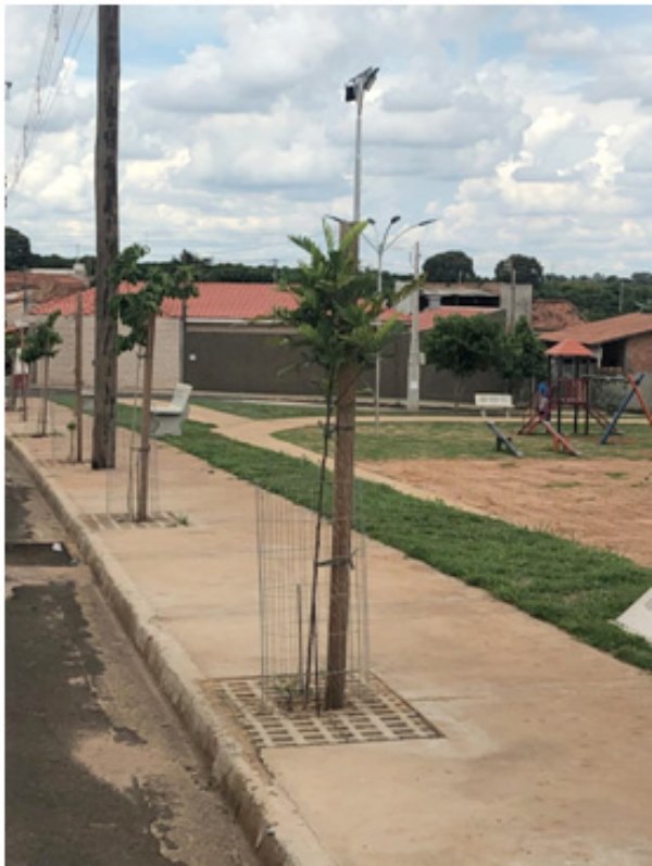 Prefeitura realiza o plantio de novas árvores.